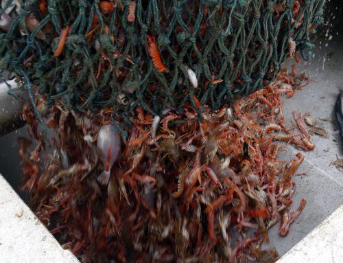 Survival of Post-Catch Nephrops